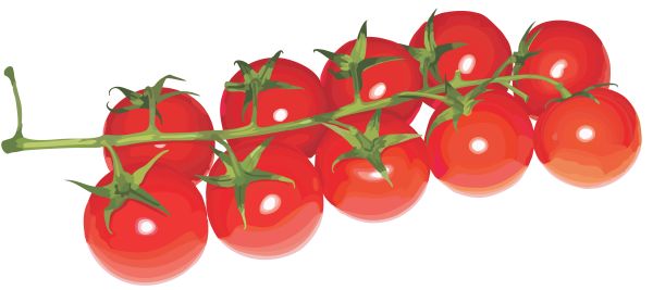 树枝上的樱桃番茄 PNG透明背景免抠图元素 素材中国编号:12559