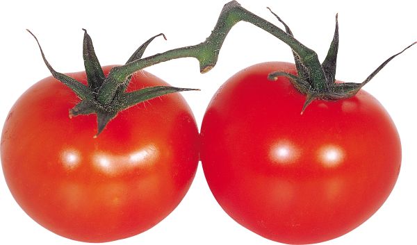 树枝上的红番茄 PNG免抠图透明素材 普贤居素材编号:12572