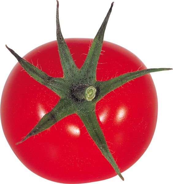 大红番茄 PNG免抠图透明素材 素材天下编号:12573