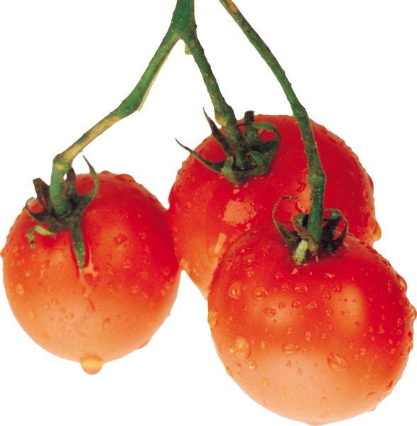 湿番茄 PNG透明元素免抠图素材 16素材网编号:12577