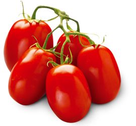 树枝上的许多西红柿 PNG免抠图透明素材 普贤居素材编号:12581