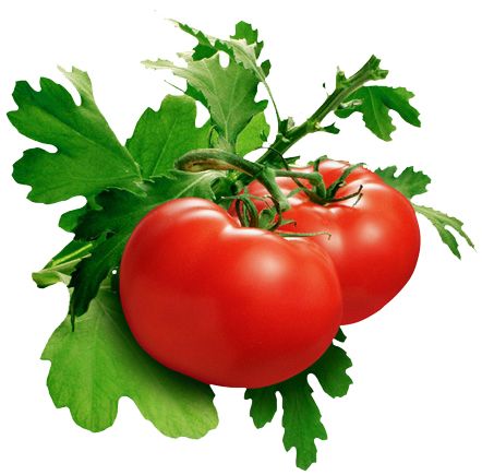 带叶子的西红柿PNG透明元素免抠图