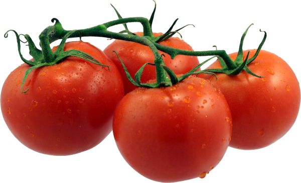 树枝上的四个西红柿 PNG免抠图透明素材 素材中国编号:12589